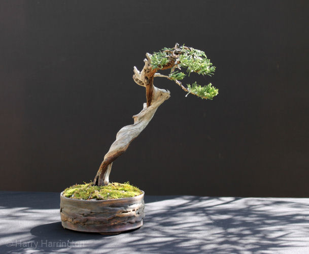 Juniper sabina literati bonsai